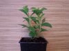 Stevia rebaudiana növény (JELENLEG NEM KAPHATÓ!)